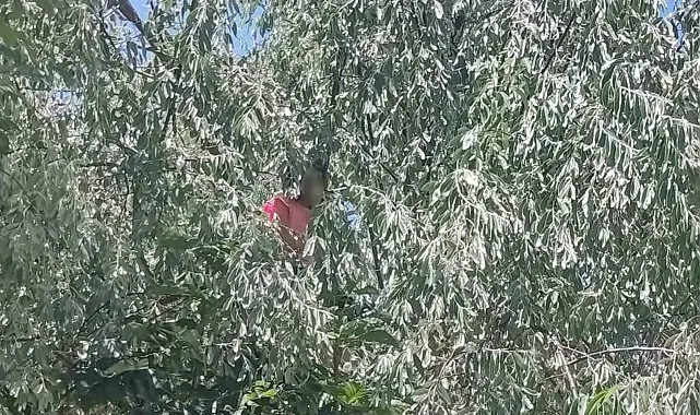 Çıktığı ağaçta mahsur kalan otizmli çocuk itfaiye ekiplerince kurtarıldı