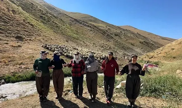 Kızgın güneş atında halaylı süt mesaisi: Berivanlar bakanlıktan gölgelik istiyor
