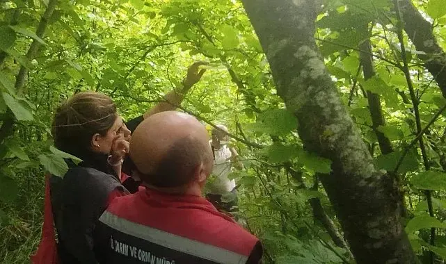 Sinop'ta kahverengi kokarcayla biyolojik mücadele