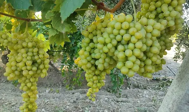 Buldan'da sultaniye üzümünde hasat heyecanı başladı