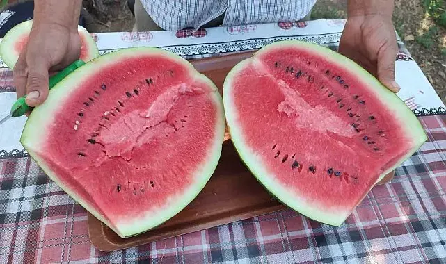 Denizli'nin lezzet simgesi Dodurga Karpuzu tezgâhlara indi