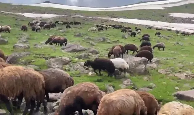 Ağrı'nın yaylalarında yaz ve kış bir arada