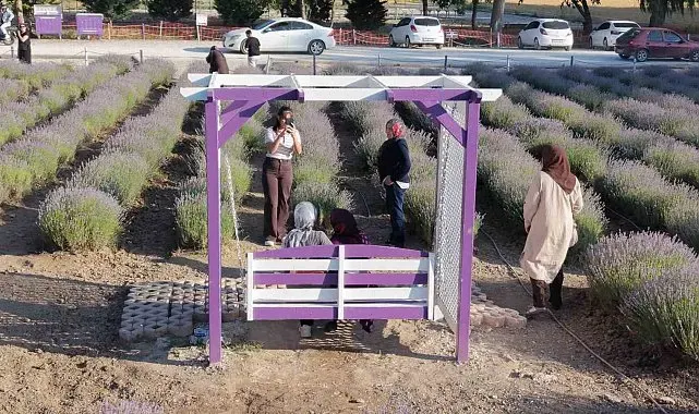 Çorum'un lavanta bahçesi vatandaşların gözdesi oldu