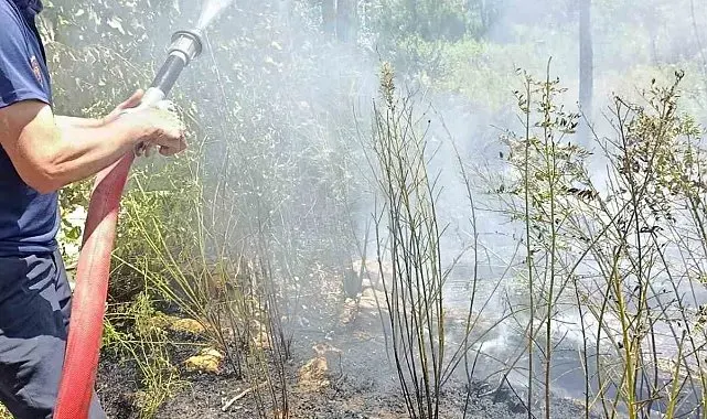 Van'da ağaçlık alanda yangın