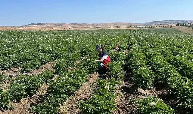 Kütahya'da patates tarlalarında bitki pasaportu denetimleri başladı