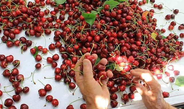 ABD ve Avrupa kirazda bu aromayı özellikle istiyor