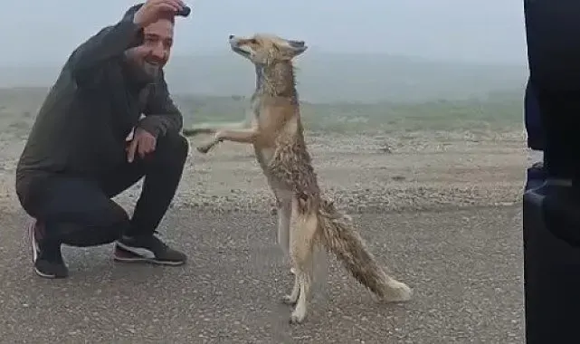 Bayburtlu aile yayla yolunda karşılaştıkları tilkiyi kekle besledi