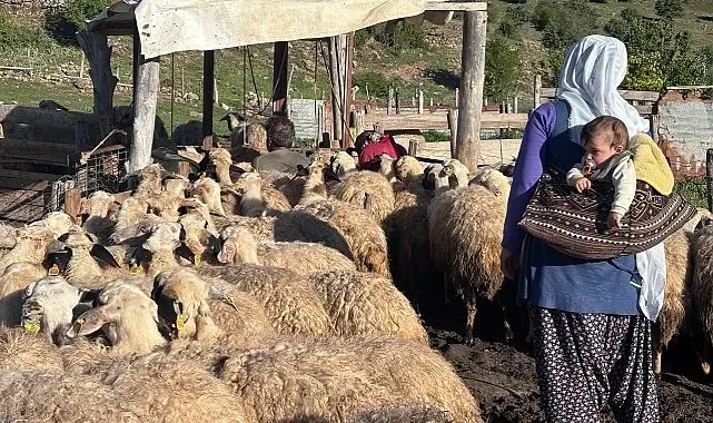 Erzincan Tulum Peyniri yaylalarda geleneksel yöntemlerle üretiliyor