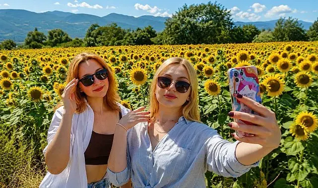 Erzincan'da ayçiçeği tarlaları sarıya büründü