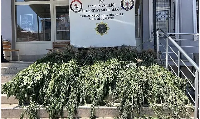 Samsun'da uyuşturucu operasyonu: Hasat edilmeye hazır 782 kök kenevir ele geçirildi