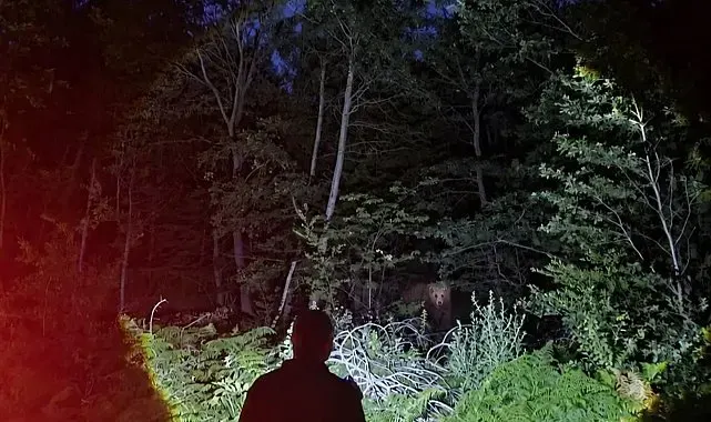 Bursa'da orman ekiplerinin koruma kontrolü sırasında ayı sürprizi