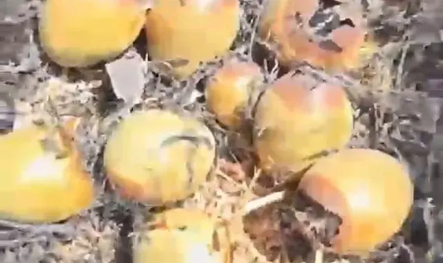 Otluk alanda çıkan yangın kuş yuvalarına zarar verdi