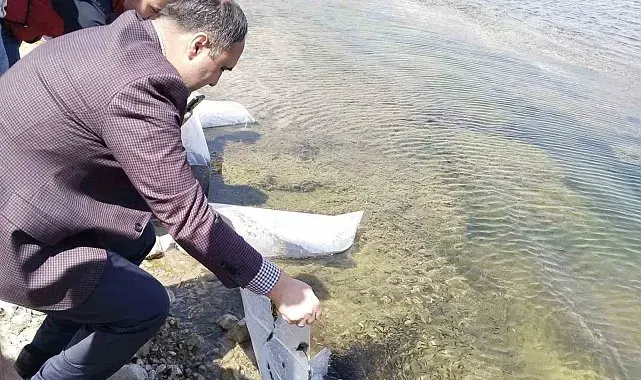 Aslanapa Kureyşler Göleti'ne 140 bin sazan yavrusu bırakıldı