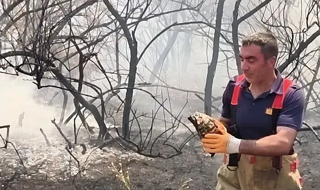 Yangının ortasında kalan kaplumbağayı itfaiye ekipleri kurtardı