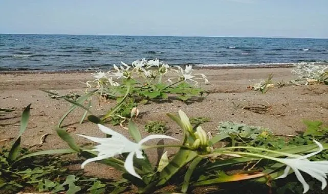 Çevre Kanunu'nu ihlal eden kişiye 699 bin TL idari para cezası