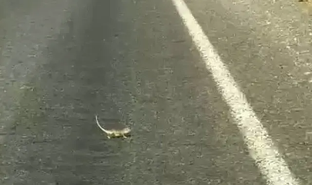 Kahramanmaraş'ta bukalemuna yol veren sürücü güldürdü
