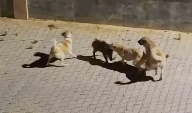 Kangalın saldırdığı yaban domuzunu sürüsü kurtardı