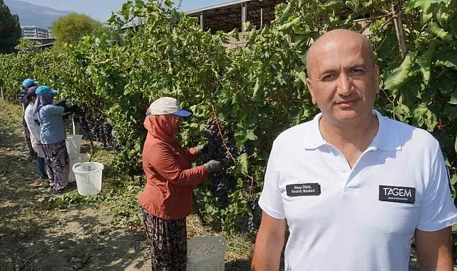 Manisa'dan dünyaya üzüm ihracatı başladı