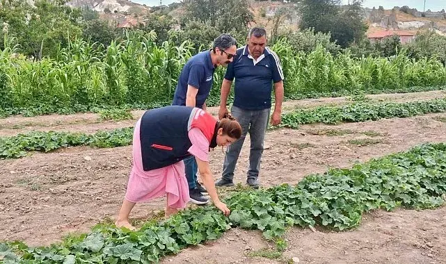 Barbunya ve kornişon salatalık da hastalık ve zararlı denetimi