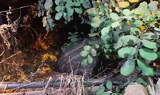 Alanya'da elektrik direğine bağlı yaralı domuz yavrusu kurtarıldı