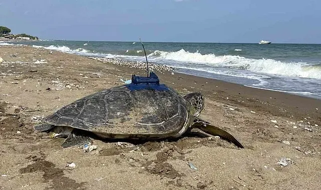Mersin'de uydu takip cihazı takılan 2 kaplumbağa tekrar denizle buluştu