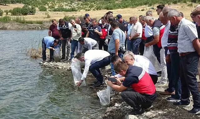 Tavşanlı göletlerine 123 bin yavru sazan bırakıldı