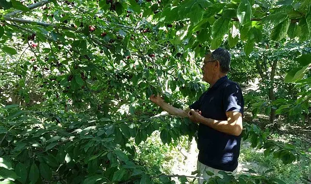 Malatya'nın coğrafi işaretli dalbastı kirazında hasat sona yaklaştı