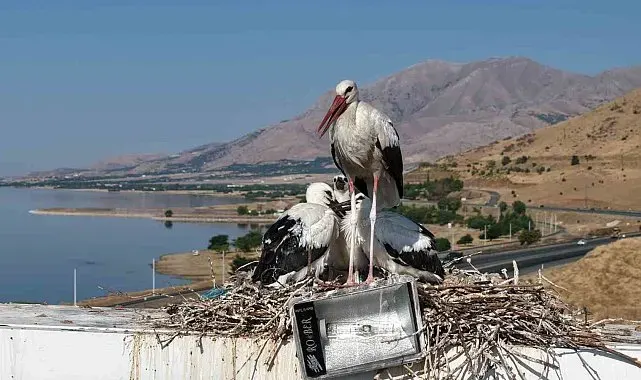 Anadolu'da leyleklerin göç hazırlığı
