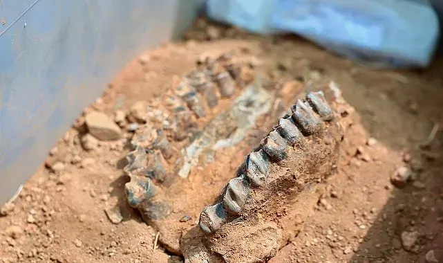 Milyonlarca yıllık fosil kalıntıları geçmişin karanlığına ışık tutuyor