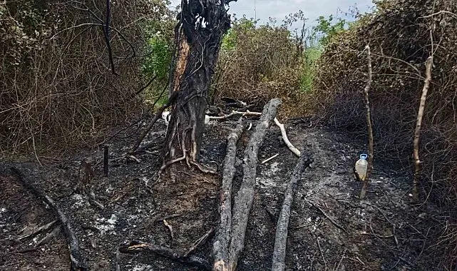 Terme'de tarla yangını