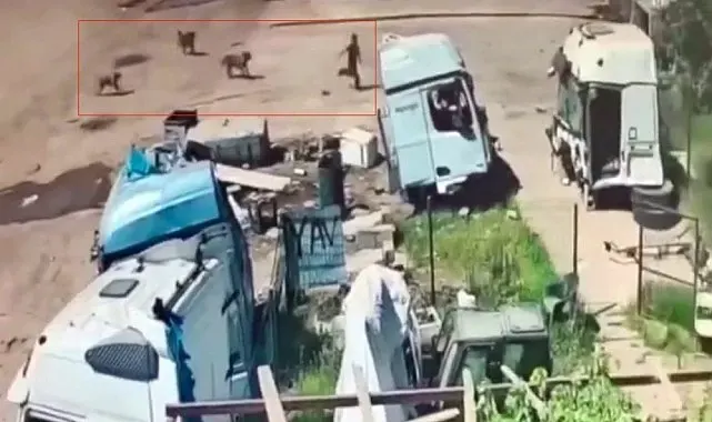 Başıboş köpeklerin saldırısından saniyeler ile kurtuldu