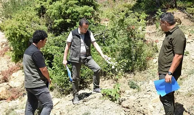 Andırın'da gelir getirici ağaçlandırma çalışmaları sürüyor