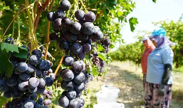 Manisa'da yaş üzüm hasadı başladı