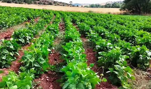 Kütahya'da TAKE Programı kapsamında üreticilere tohum desteği sürüyor