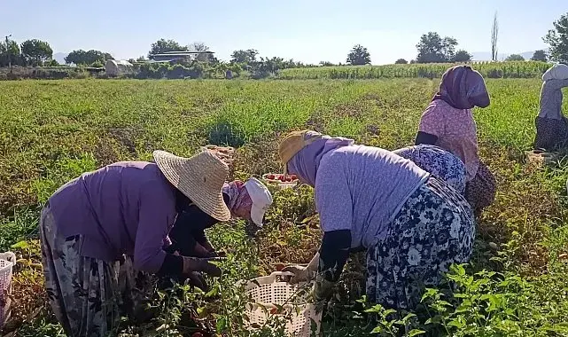 Aydın'da 12 bin 94 dekarda domates hasadı sürüyor