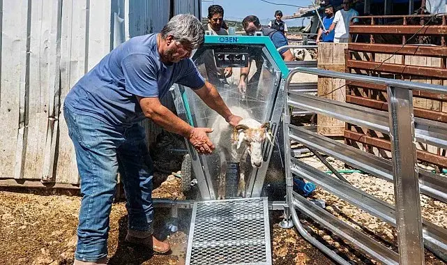 Koyun ve keçiler artık teknolojik makineyle yıkanıp ilaçlanıyor
