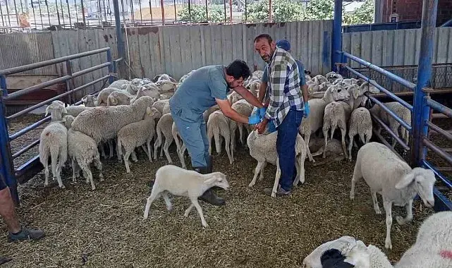 Köşk'te küçükbaş hayvanlar kayıt altına alınıyor