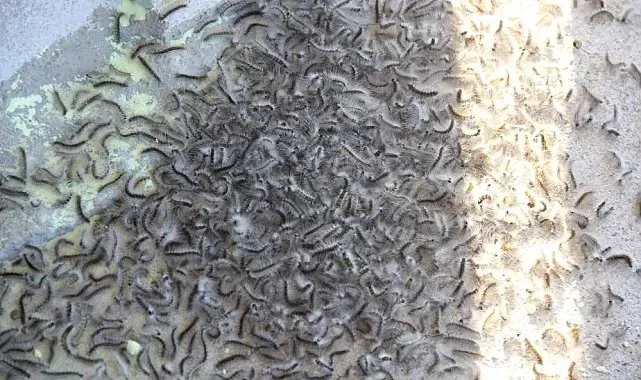 Doğu Karadeniz'de 'istilacı böcek' alarmı