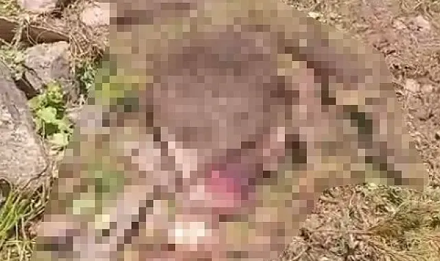 Gümüşhane'de kaybolan inek ayı tarafından parçalandı