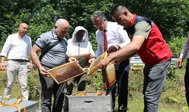 Coğrafi işaretli Salıpazarı kestane balında hasat başladı
