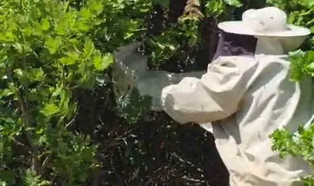 Bingöl'de kovandan firar eden binlerce arı meşe ağacına oğul verdi