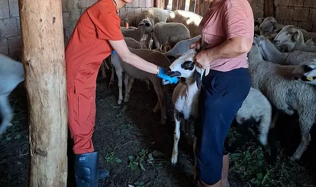 Denizli'de küçükbaş hayvanlara yönelik aşılama ve küpeleme çalışmaları sürüyor