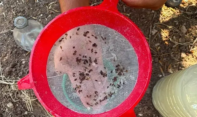 Akhisar'da zeytin sineğine karşı alarm
