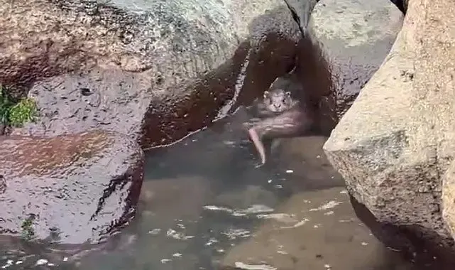 Ordu'da kayalıkların arasında avlanan su samuru görüntülendi