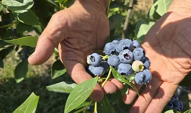 Yüzlerce ton üretim yapan çiftçi soğuk hava deposu istiyor