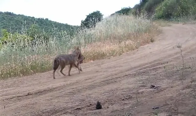 Karaca, kurt, porsuk ne ararsan var... Ağzında karaca taşırken görüntülendi