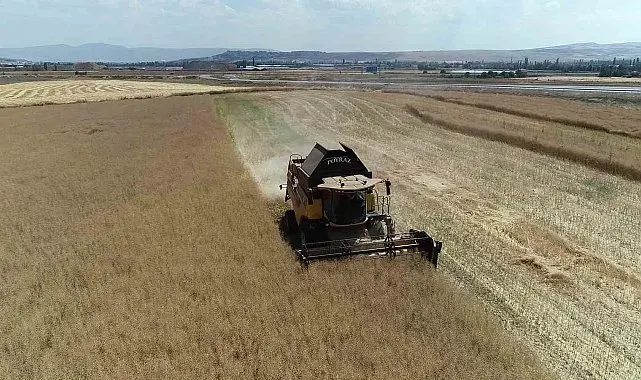 Çorum'da çiftçinin talebiyle planlı üretime alınan kanolada ilk hasat sevinci