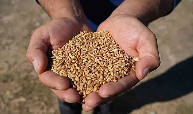 Bayburt'ta sertifikalı tohum desteği başvuruları 31 Temmuz'da sona erecek