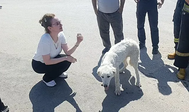 Mahsur kalan köpeğin sesini sadece o duydu, kurtarıldığında gözyaşlarına boğuldu