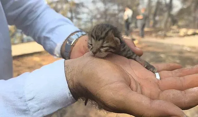 Alevlerden kurtulan kediye İHA ekibi kucak açtı